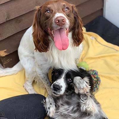 Dogs boarding at Sadberge Boarding Kennels and Cattery