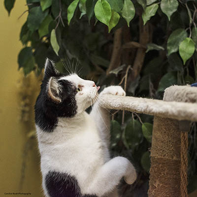 Cats boarding at Sadberge Boarding Kennels and Cattery