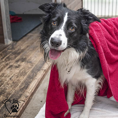 Dogs boarding at Sadberge Boarding Kennels and Cattery