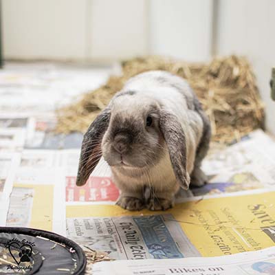 Rabbits boarding at Sadberge Boarding Kennels and Cattery