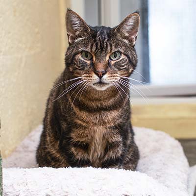 Cats boarding at Sadberge Boarding Kennels and Cattery