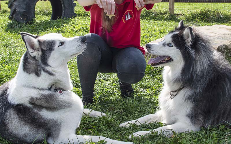 Affordable rates and great service at Sadberge Boarding Kennels 